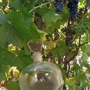 Luigi Bormioli lLght  and Music Clear glass  decanter from italy